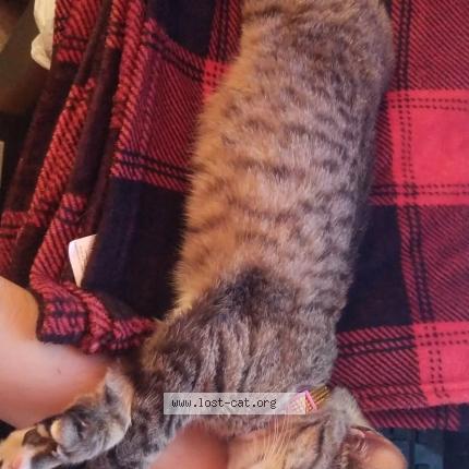 Photo 1/1 Reilly Chat lost in Mcallen