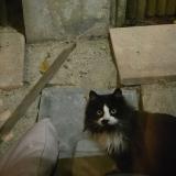 Picture of cat found at Aoste