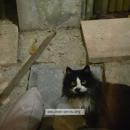 Photo 1/1 Found cat Found in Aoste