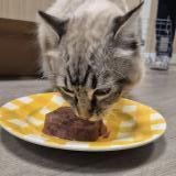 Picture of cat found at Lyon