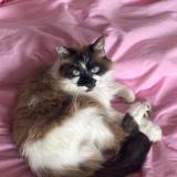 Picture of cat lost at Gagny