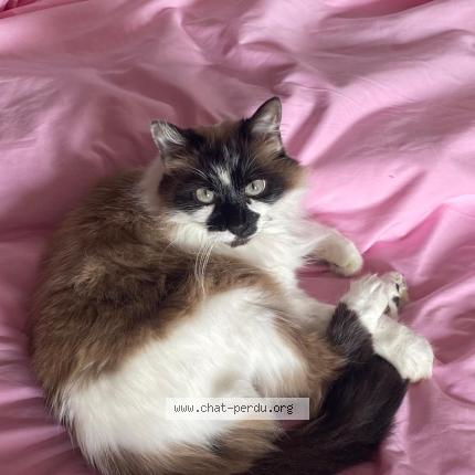 Photo 1/1 Milo Chat lost in Gagny