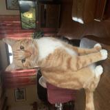 Picture of cat lost at Bordeaux