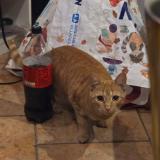 Picture of cat lost at Deuil La Barre