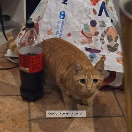 Photo 1/1 Kador Chat lost in Deuil la barre