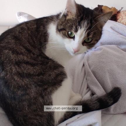 Photo 1/1 Napoléon Chat lost in Givry