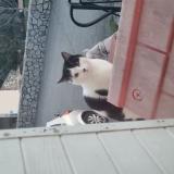 Picture of cat found at Chateaubourg