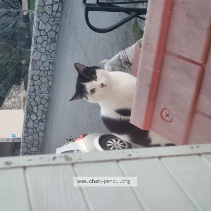 Photo 1/1 Found cat Found in Chateaubourg