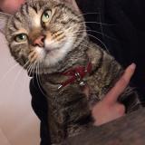 Picture of cat lost at Urbeis