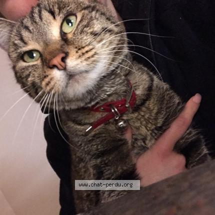 Photo 1/1 Floky Chat lost in Urbeis