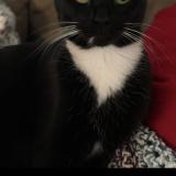 Picture of cat lost at Longview