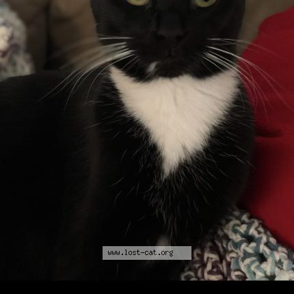 Photo 1/1 Minnie Chat lost in Longview