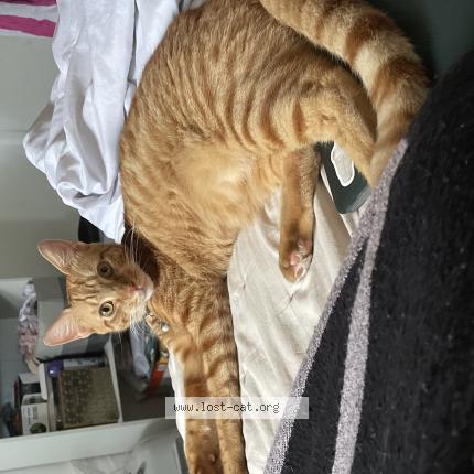 Photo 1/1 chapin Chat lost in North lauderdale