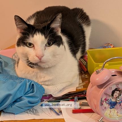 Photo 1/1 Reunited cat Lost in Blackburn South