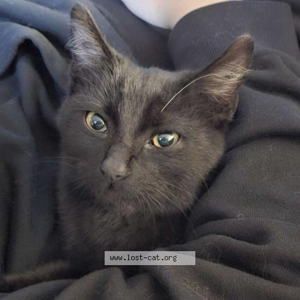 Photo 1/1 Found cat Found in Phoenix