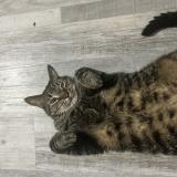 Picture of cat lost at Williston