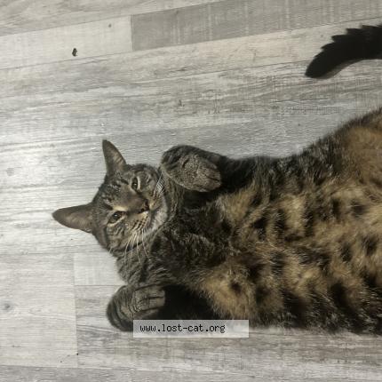 Photo 1/1 Apollo Chat lost in Williston