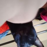 Picture of cat lost at Las Vegas