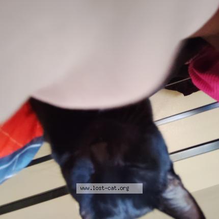 Photo 1/1 Batman Chat lost in Las vegas