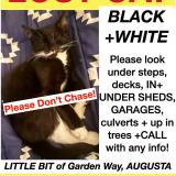 Picture of cat lost at Augusta