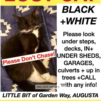 Photo 1/1 Little Bit Chat lost in Augusta