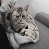 Picture of cat lost at La Bouilladisse