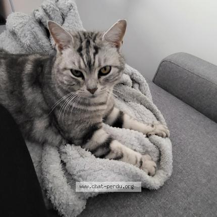 Photo 1/1 Oxo Chat lost in La bouilladisse