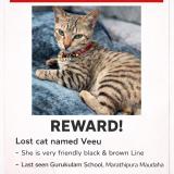 Picture of cat lost at Maudaha Hamirpur
