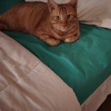 Picture of cat lost at Erstein