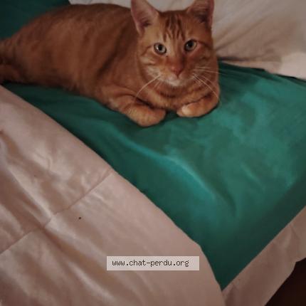 Photo 1/1 Mitsou Chat lost in Erstein