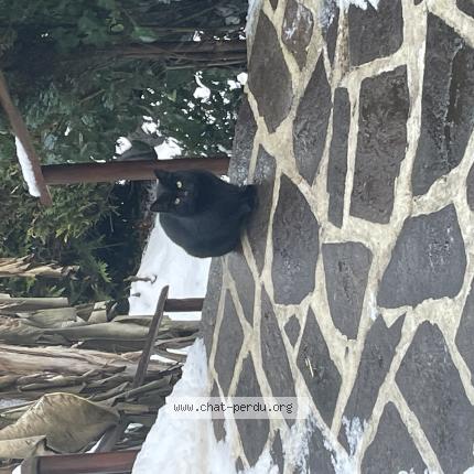 Photo 1/1 Found cat Found in Neuville bosc