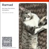 Picture of cat lost at Montpellier
