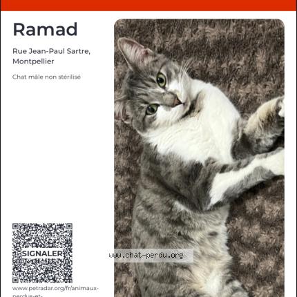 Photo 1/1 Ramad Chat lost in Montpellier