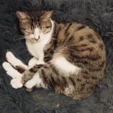 Picture of cat found at Miribel