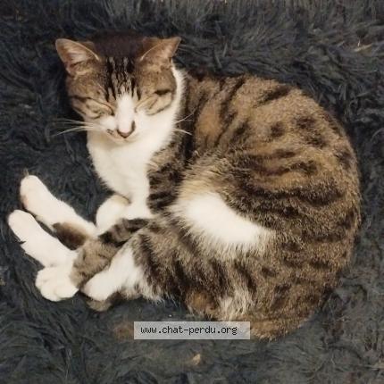 Photo 1/1 Found cat Found in Miribel