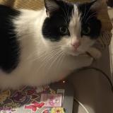 Picture of cat lost at Aubenas