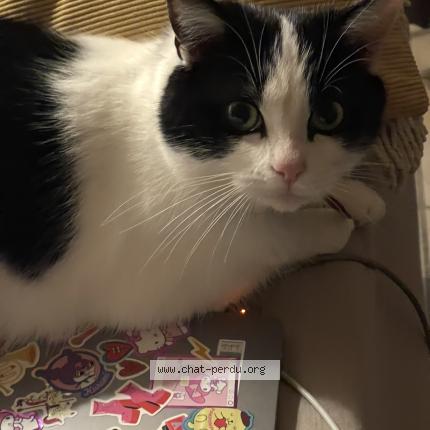 Photo 1/1 Yuki Chat lost in Aubenas