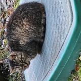 Picture of cat found at Treignac
