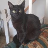 Picture of cat lost at Crespin