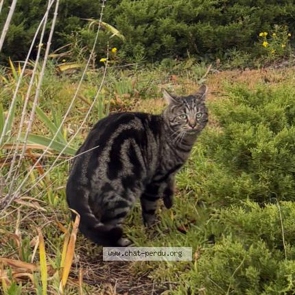 Photo 1/1 Cookie Chat lost in Saint fons