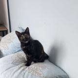 Picture of cat lost at Cuise La Motte