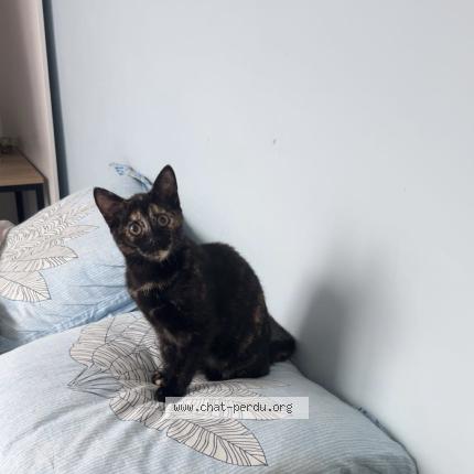 Photo 1/1 Abyss Chat lost in Cuise la motte