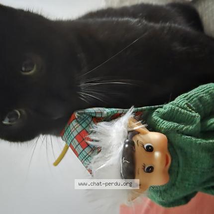 Photo 1/1 KickAss Chat lost in Ustaritz