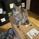 Picture of cat lost at Bois D Arcy