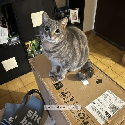 Photo 1/1 Taz Chat lost in Bois d arcy