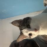 Picture of cat found at Aubervilliers