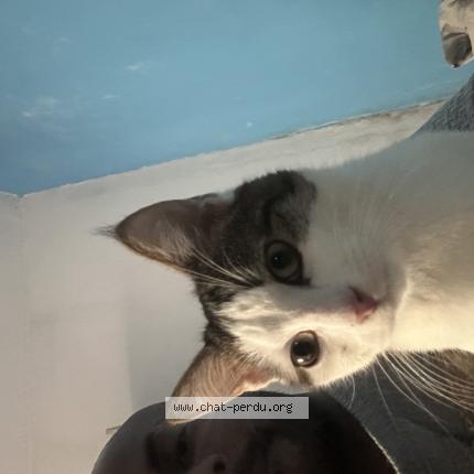 Photo 1/1 Found cat Found in Aubervilliers