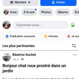 Picture of cat found at Saint Michel Chef Chef