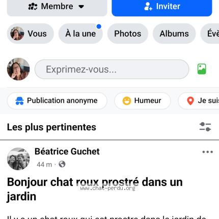 Photo 1/1 Found cat Found in Saint michel chef chef