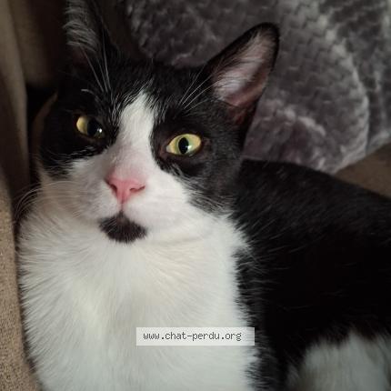 Photo 1/1 Oreo Chat lost in Serre morlaas